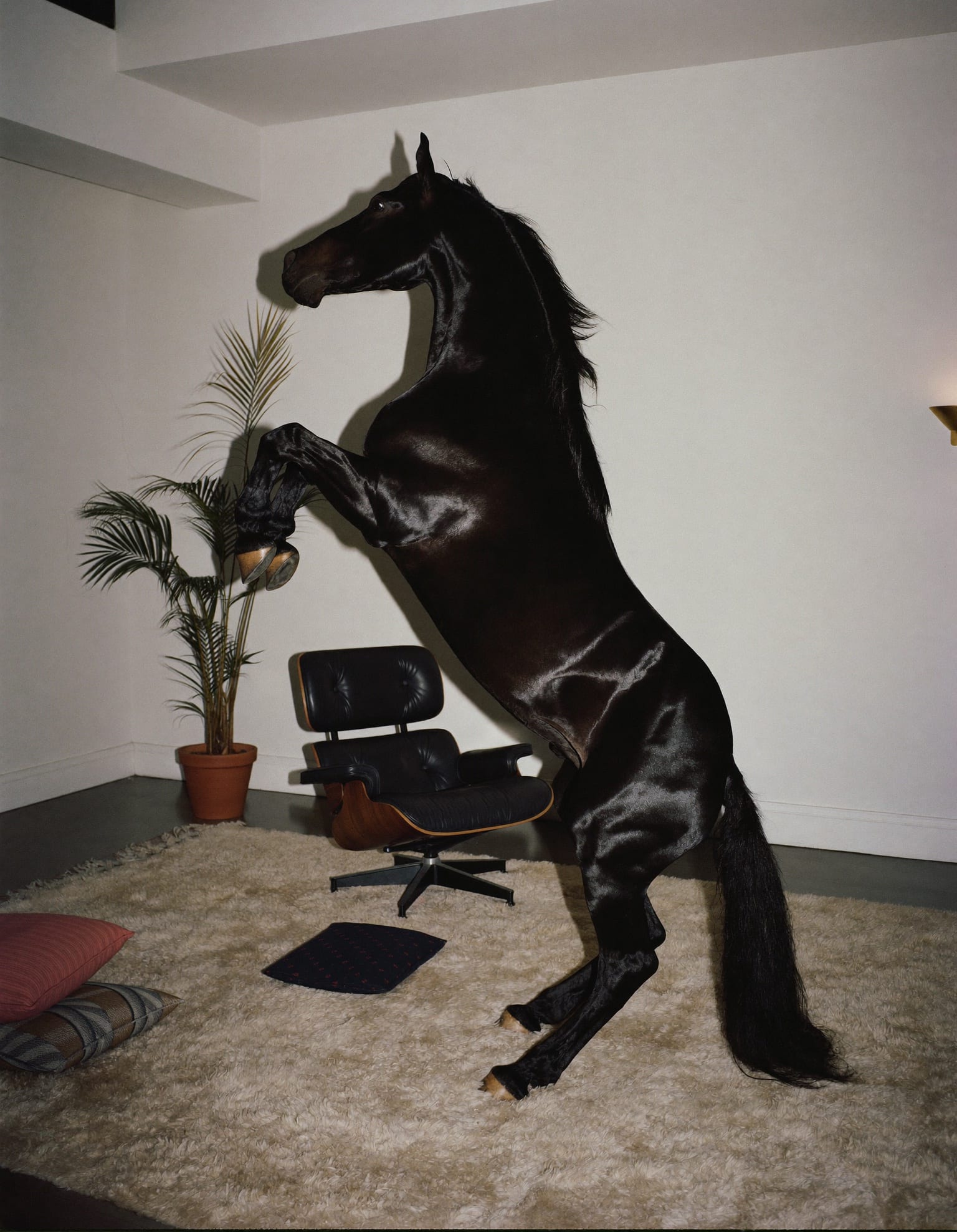 A glossy black horse rearing in the middle of an elegant living room, hard flash shadows on the white wall.